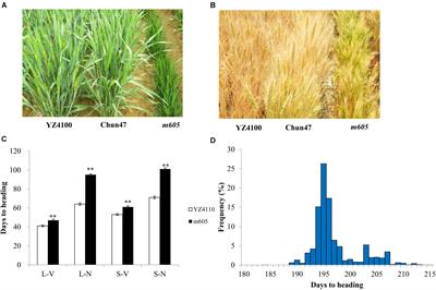 Frontiers | Fine Mapping Of A Novel Heading Date Gene, TaHdm605, In ...